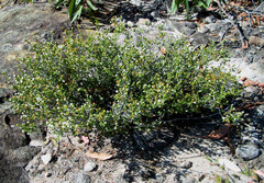 Pseudanthus pauciflorus (Pseudanthus pauciflorus)