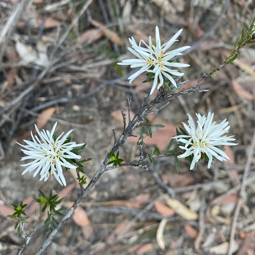 Pseudanthus pimeleoides (Pseudanthus pimeleoides)