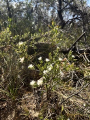 Pseudanthus pimeleoides (Pseudanthus pimeleoides)