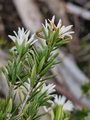 Pseudanthus pimeleoides (Pseudanthus pimeleoides)