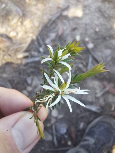 Pseudanthus pimeleoides (Pseudanthus pimeleoides)