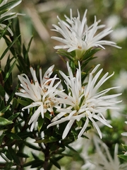 Pseudanthus pimeleoides (Pseudanthus pimeleoides)