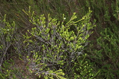 Pseudanthus pimeleoides (Pseudanthus pimeleoides)