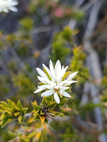 Pseudanthus pimeleoides (Pseudanthus pimeleoides)