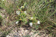 Pseudanthus pimeleoides (Pseudanthus pimeleoides)
