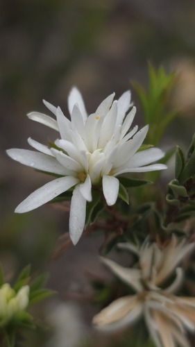Pseudanthus pimeleoides (Pseudanthus pimeleoides)