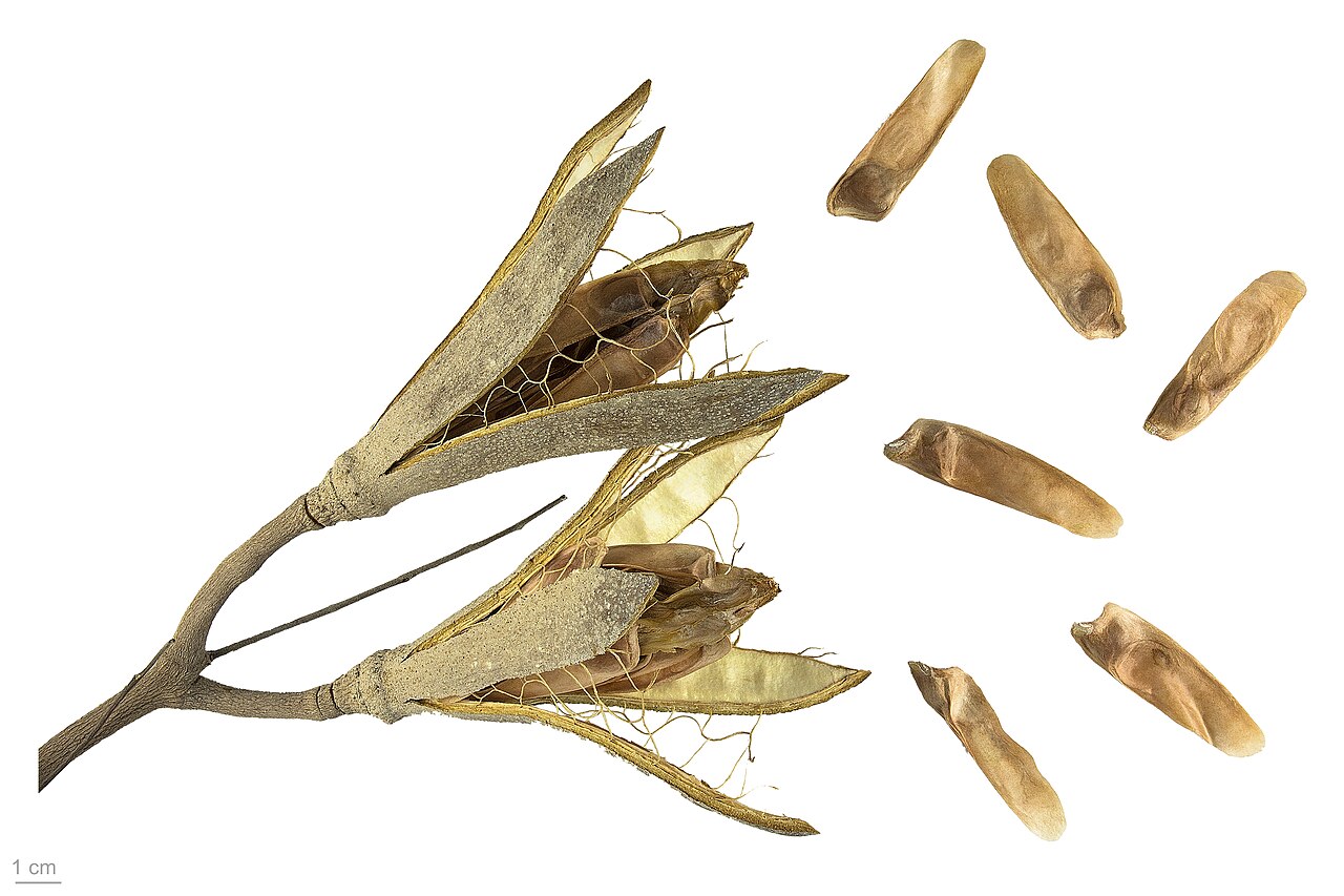 Pseudocedrela kotschyi: Pseudocedrela kotschyi, , seeds