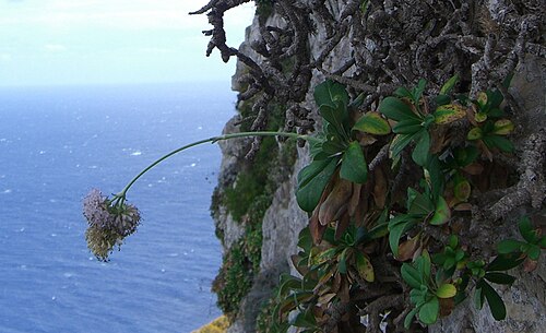 Pseudoscabiosa limonifolia: Pseudoscabiosa limonifolia, endemic plant of western Sicily and Egadi