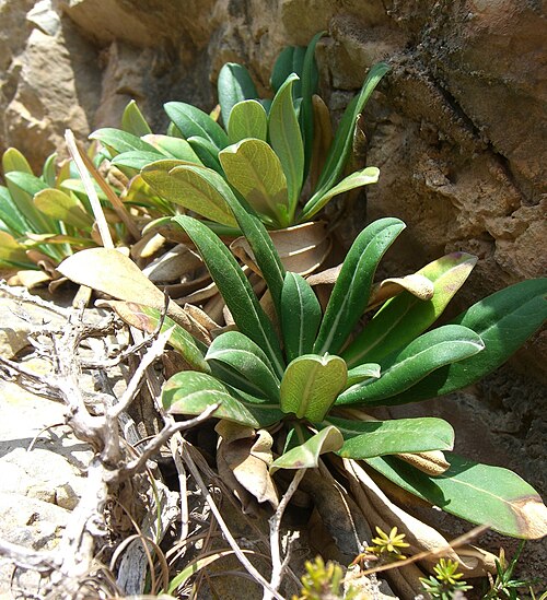 Pseudoscabiosa limonifolia: Pseudoscabiosa limonifolia, endemic plant of western Sicily and Egadi
