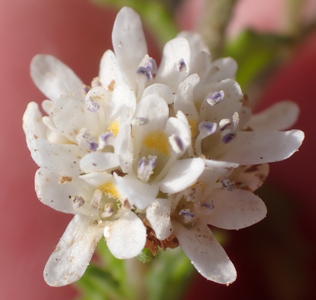 Pseudoselago bella (Pseudoselago bella)