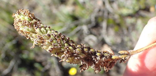 Pseudoselago bella (Pseudoselago bella)