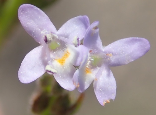 Pseudoselago bella (Pseudoselago bella)