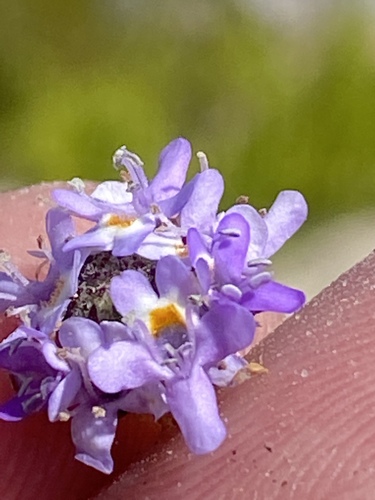 Pseudoselago bella (Pseudoselago bella)