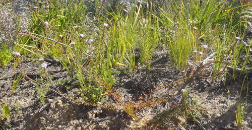 Pseudoselago bella (Pseudoselago bella)