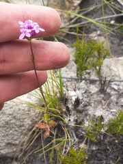 Pseudoselago bella (Pseudoselago bella)