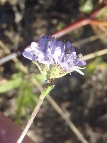 Pseudoselago bella (Pseudoselago bella)