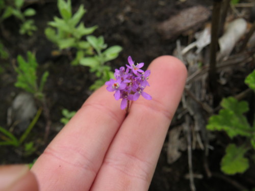 Pseudoselago bella (Pseudoselago bella)