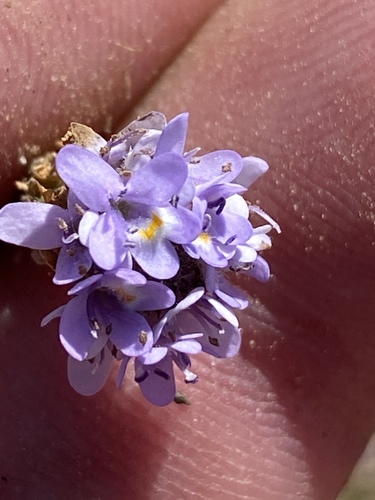Pseudoselago bella (Pseudoselago bella)