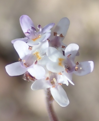 Pseudoselago bella (Pseudoselago bella)