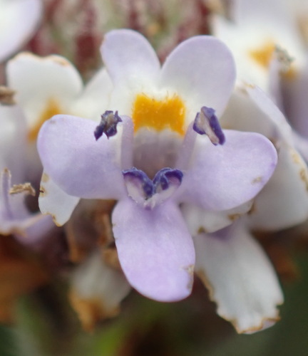 Pseudoselago bella (Pseudoselago bella)