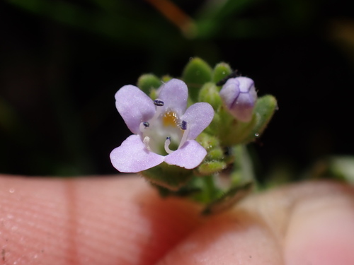 Pseudoselago bella (Pseudoselago bella)