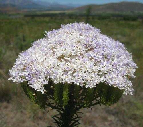 Pseudoselago densifolia (Pseudoselago densifolia)