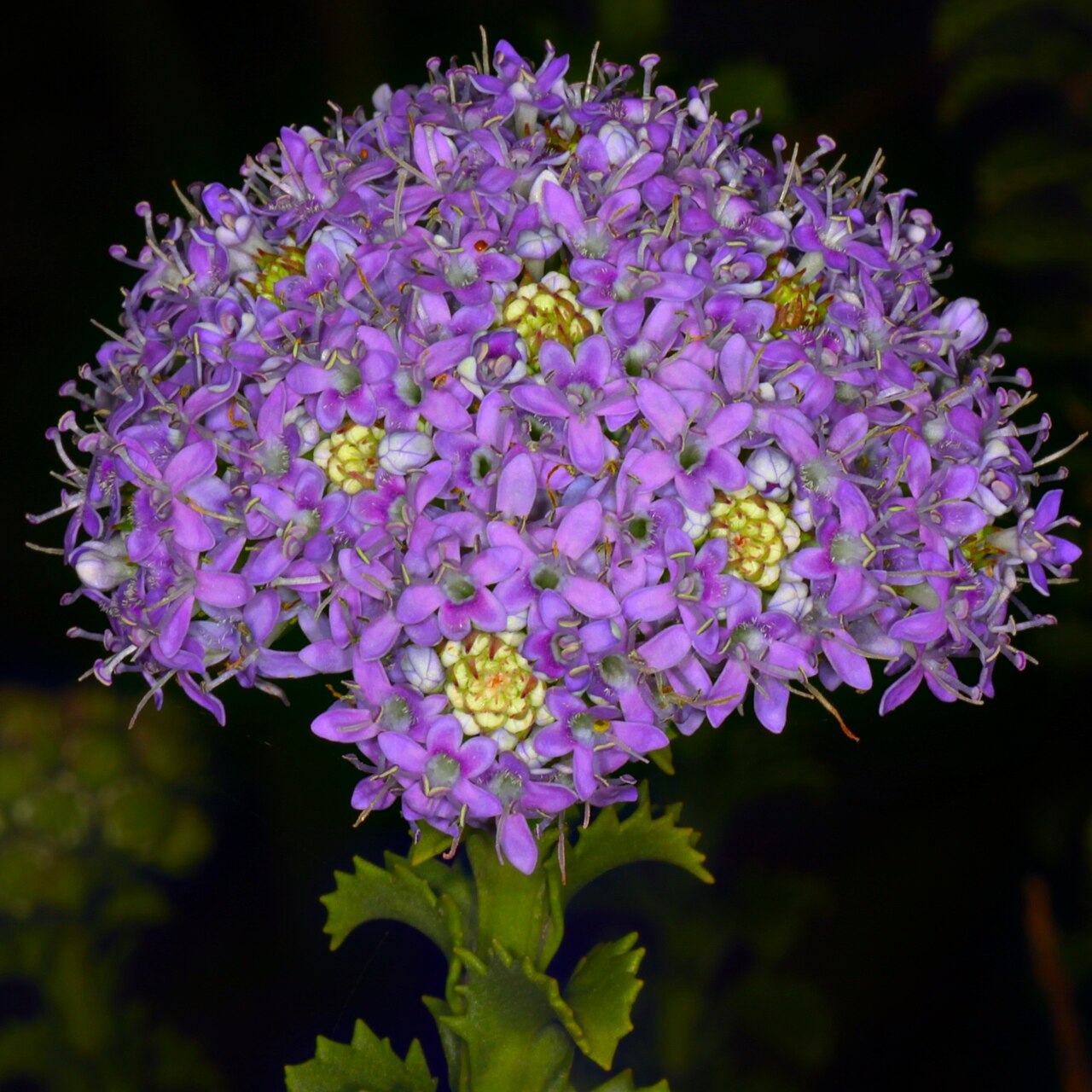Pseudoselago serrata: Blouaarbossie (Pseudoselago serrata) - Scrophulariaceae