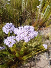 Pseudoselago serrata (Pseudoselago serrata)