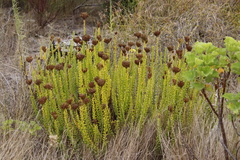 Pseudoselago serrata (Pseudoselago serrata)