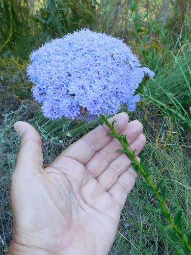 Pseudoselago serrata (Pseudoselago serrata)
