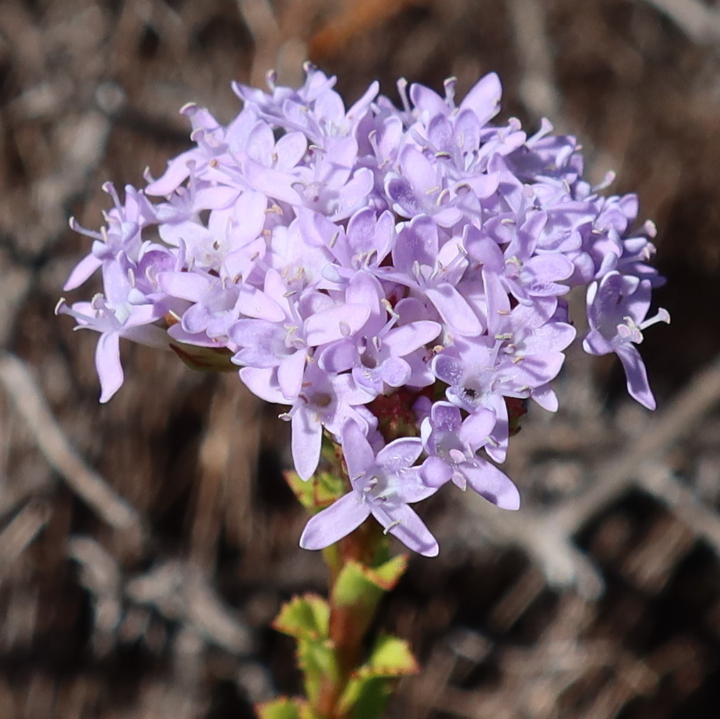Pseudoselago serrata (Pseudoselago serrata)