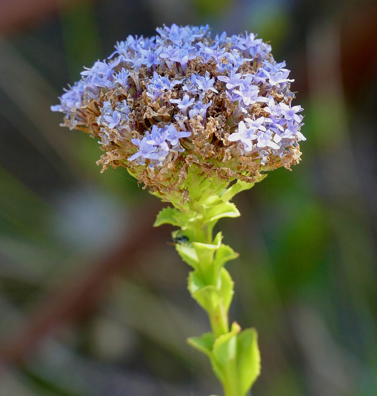 Pseudoselago serrata: Silvermine Nature Reserve, Cape Town, Western Cape, SOUTH AFRICA