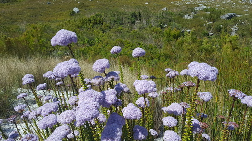 Pseudoselago serrata (Pseudoselago serrata)