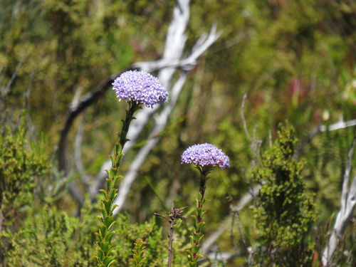 Pseudoselago serrata (Pseudoselago serrata)