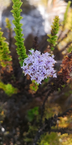Pseudoselago serrata (Pseudoselago serrata)