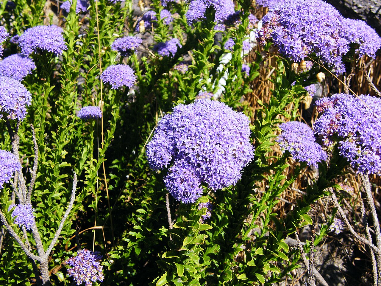Pseudoselago serrata: Purple powderpuff