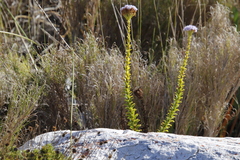 Pseudoselago serrata (Pseudoselago serrata)