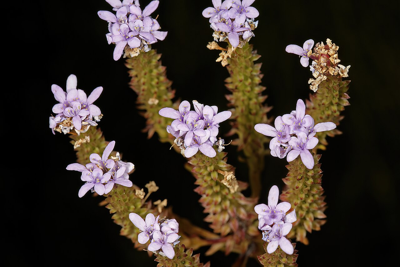 Pseudoselago spuria: Pseudoselago spuria , relatively old inflorescences still flowering from their growing tips; in fynbos, Helderberg Nature Reserve, Somerset West, Western Cape,