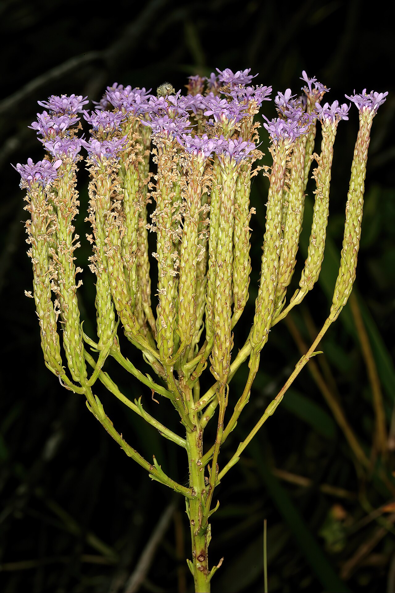 Pseudoselago spuria: Pseudoselago spuria , relatively old inflorescences still flowering from their growing tips; in fynbos, Helderberg Nature Reserve, Somerset West, Western Cape,