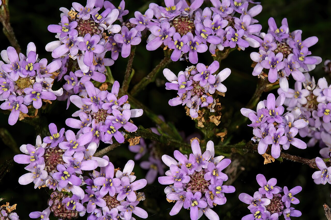 Pseudoselago spuria: Pseudoselago spuria , inflorescences; in fynbos, summit of Table Mountain, vicinity of Maclear's Beacon, Cape Town, Western Cape, South Africa