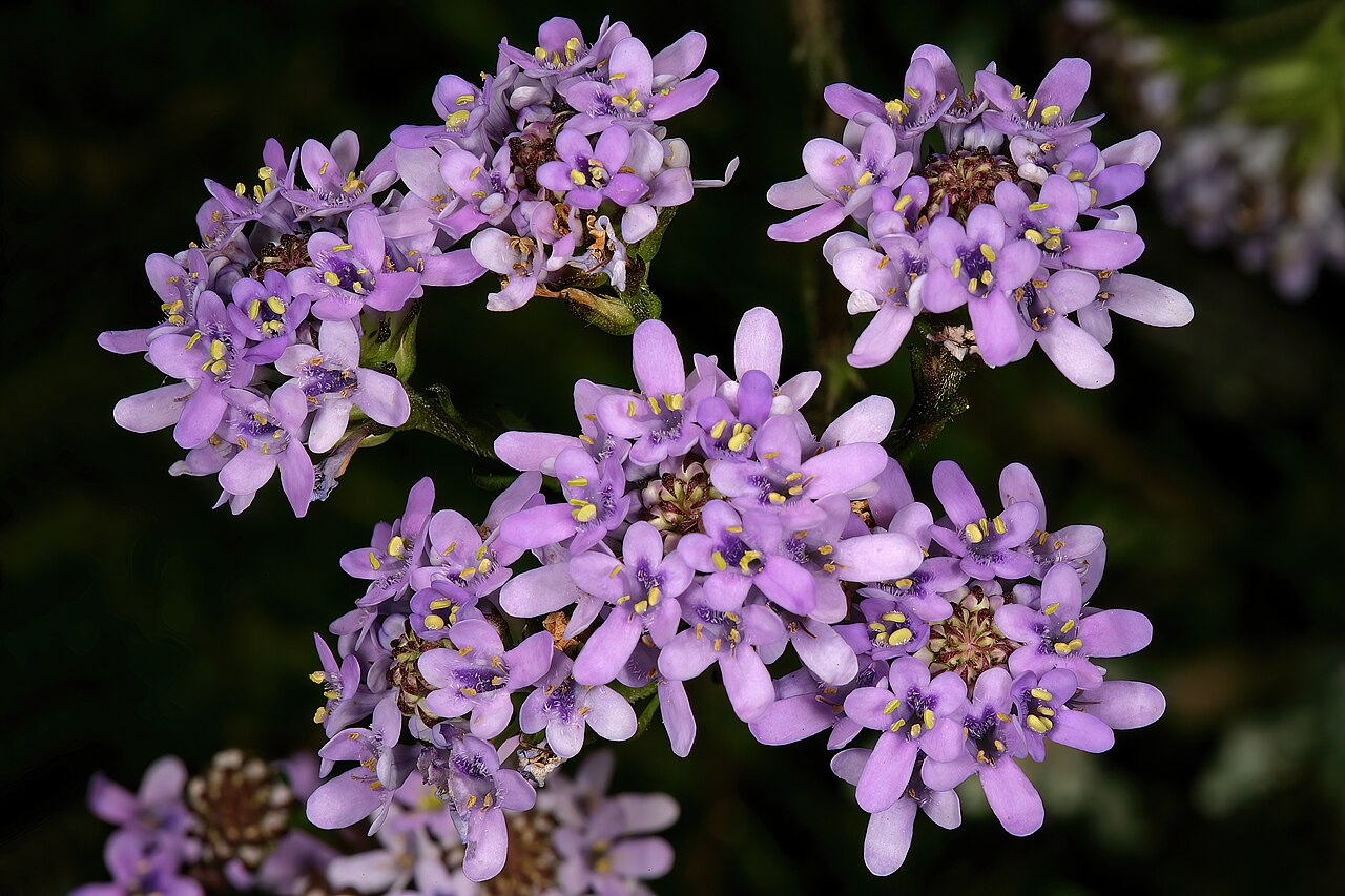 Pseudoselago spuria: Pseudoselago spuria , inflorescences; in fynbos, summit of Table Mountain, vicinity of Maclear's Beacon, Cape Town, Western Cape, South Africa