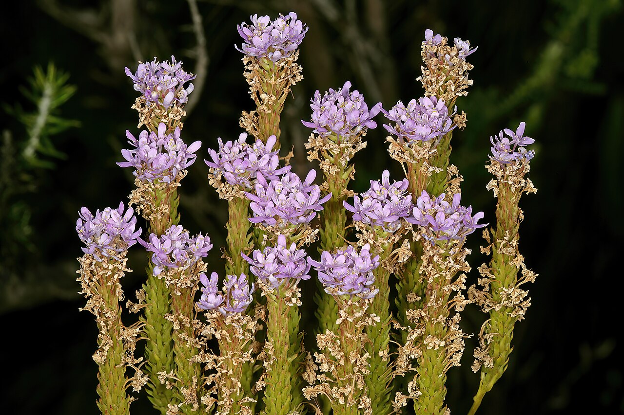 Pseudoselago spuria: Pseudoselago spuria , relatively old inflorescences still flowering from their growing tips; in fynbos, Helderberg Nature Reserve, Somerset West, Western Cape,