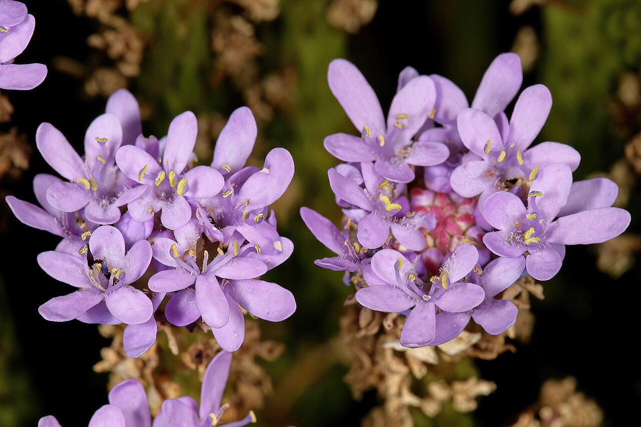 Pseudoselago spuria: Pseudoselago spuria , relatively old inflorescences still flowering from their growing tips; in fynbos, Helderberg Nature Reserve, Somerset West, Western Cape,