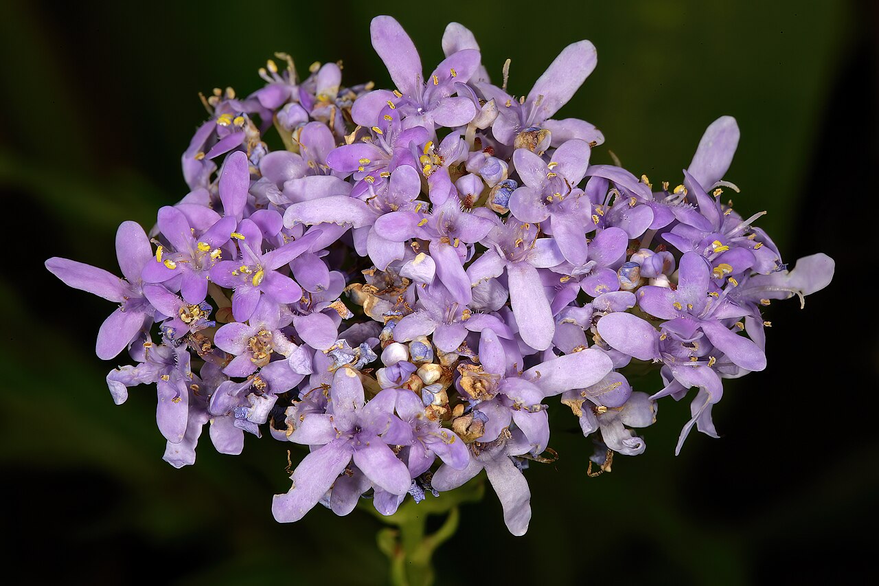 Pseudoselago spuria: Pseudoselago spuria , flowers; in fynbos, lower slopes of Table Mountain, vicinity of lower cable station, Cape Town, Western Cape, South Africa