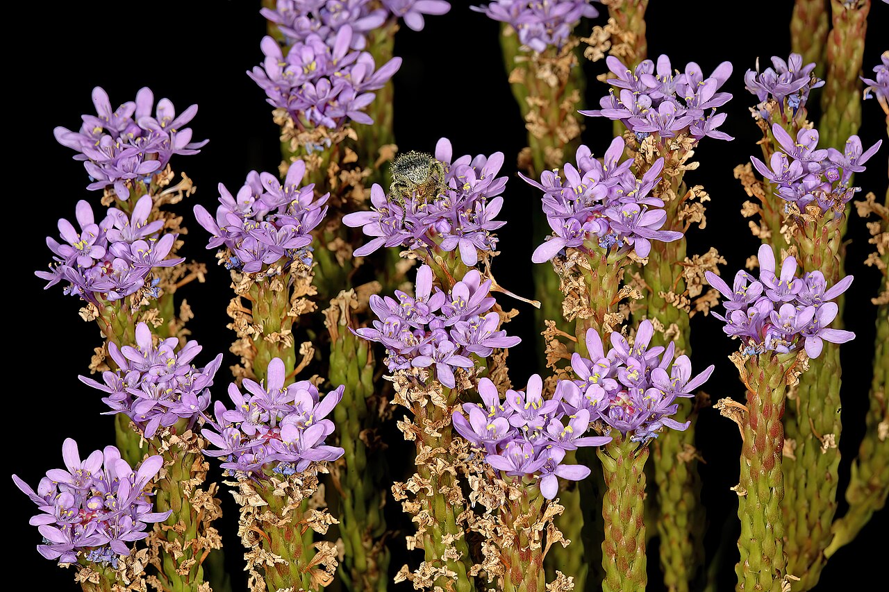 Pseudoselago spuria: Pseudoselago spuria , relatively old inflorescences still flowering from their growing tips; in fynbos, Helderberg Nature Reserve, Somerset West, Western Cape,