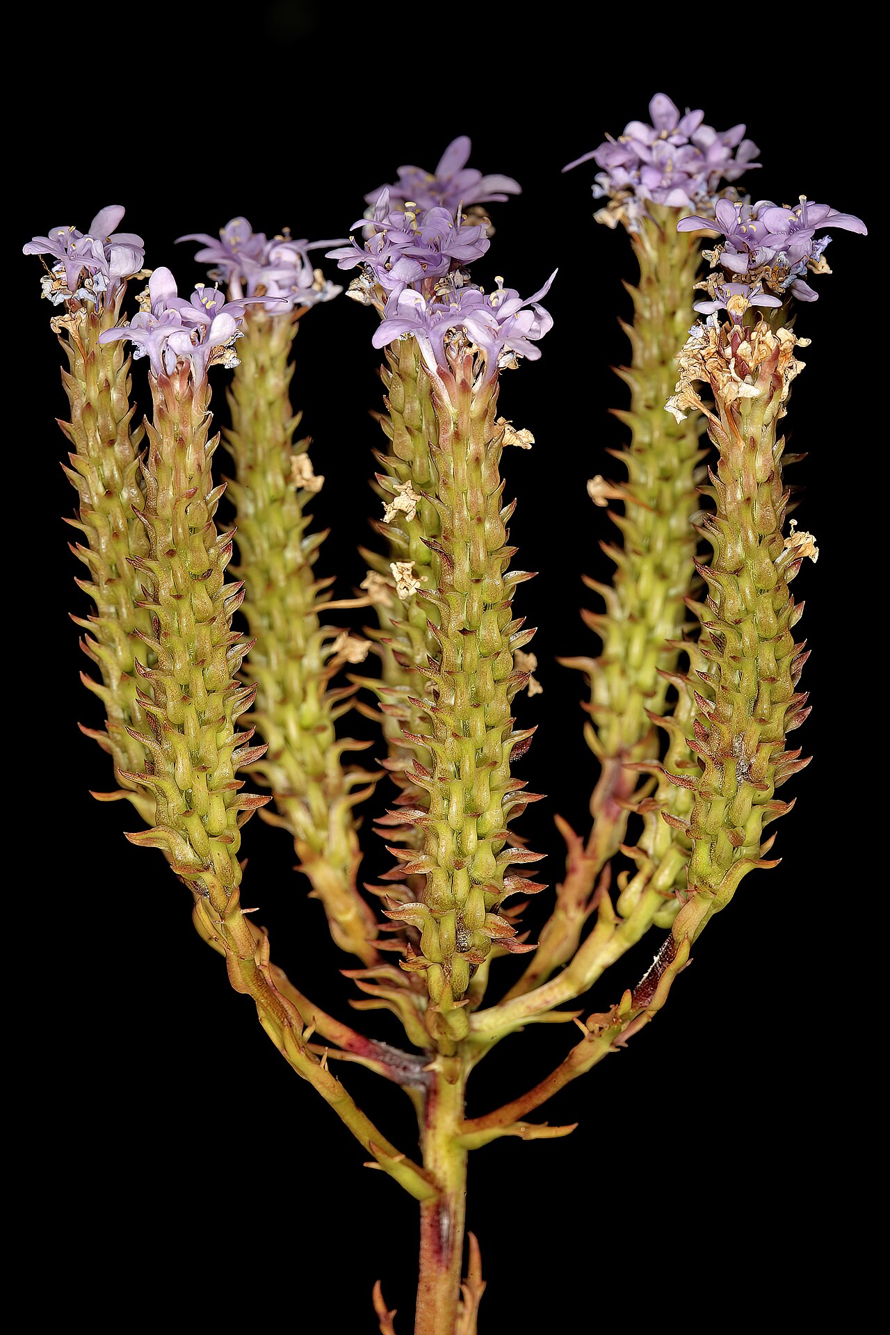 Pseudoselago spuria: Pseudoselago spuria , relatively old inflorescences still flowering from their growing tips; in fynbos, Helderberg Nature Reserve, Somerset West, Western Cape,