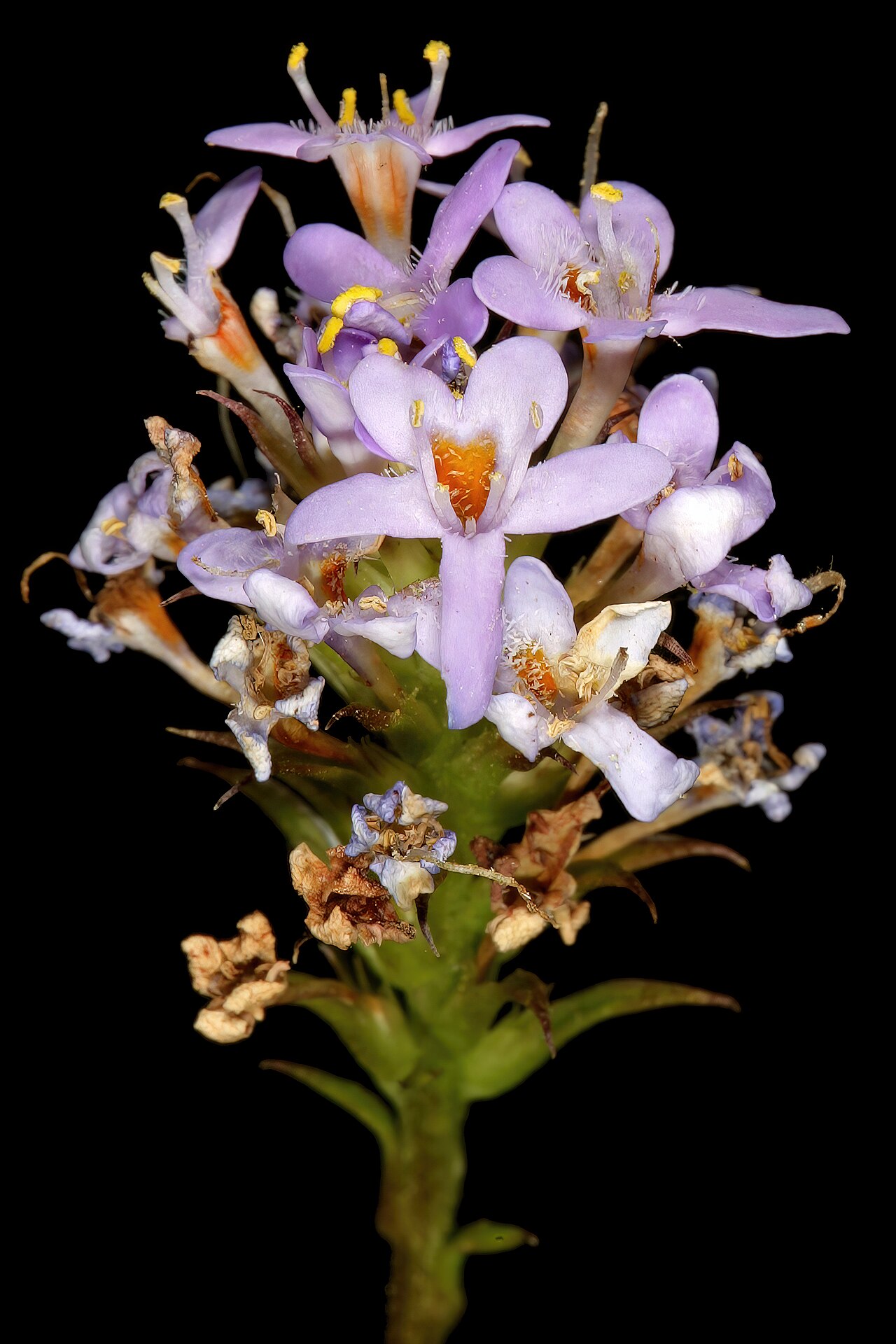 Pseudoselago spuria: Pseudoselago spuria , flowers; in fynbos, slopes of Table Mountain, vicinity of lower cable station, Cape Town, Western Cape, South Africa