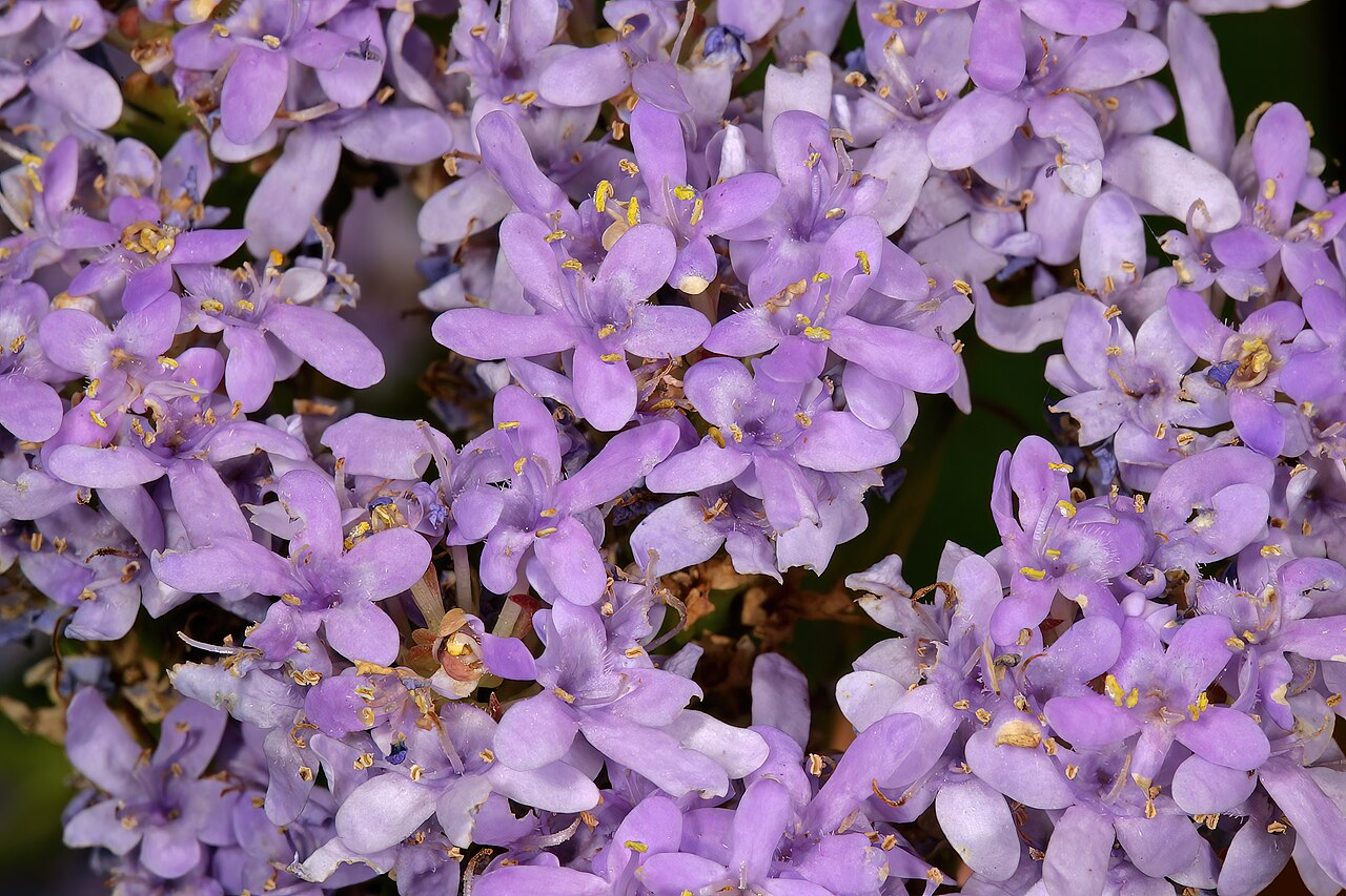 Pseudoselago spuria: Pseudoselago spuria , flowers; in fynbos, lower slopes of Table Mountain, vicinity of lower cable station, Cape Town, Western Cape, South Africa