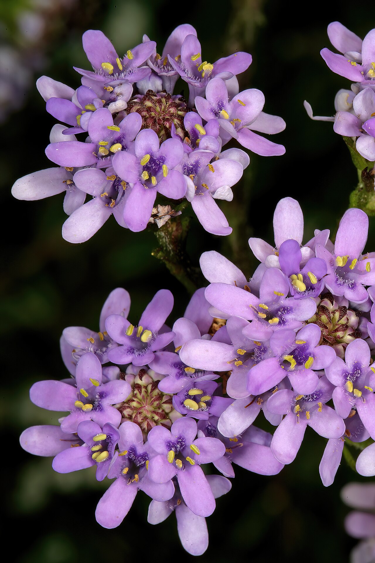 Pseudoselago spuria: Pseudoselago spuria , inflorescences; in fynbos, summit of Table Mountain, vicinity of Maclear's Beacon, Cape Town, Western Cape, South Africa