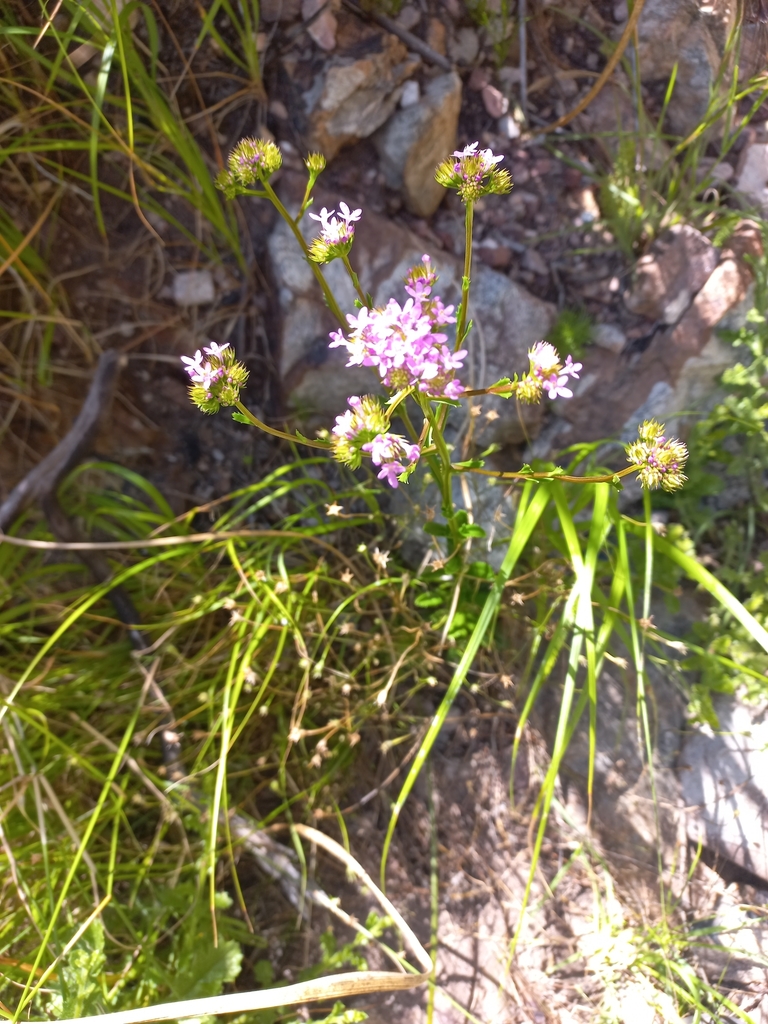 Pseudoselago verbenacea (Pseudoselago verbenacea)